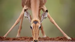Tanzanie : vie et mort autour d'un point d'eau