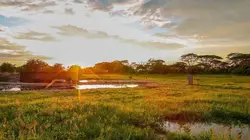 Tanzanie : vie et mort autour d'un point d'eau