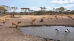 Visuel de Tanzanie : vie et mort autour d'un point d'eau