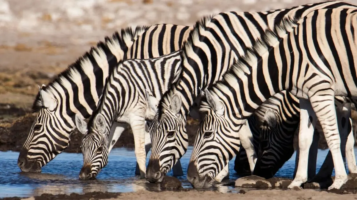 Tanzanie : vie et mort autour d'un point d'eau