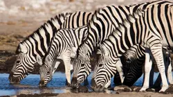 Visuel de Tanzanie : vie et mort autour d'un point d'eau