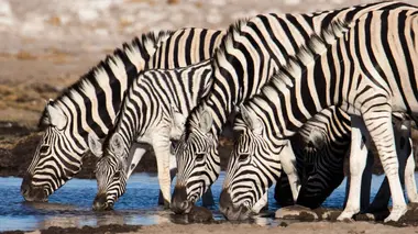 Tanzanie : vie et mort autour d'un point d'eau