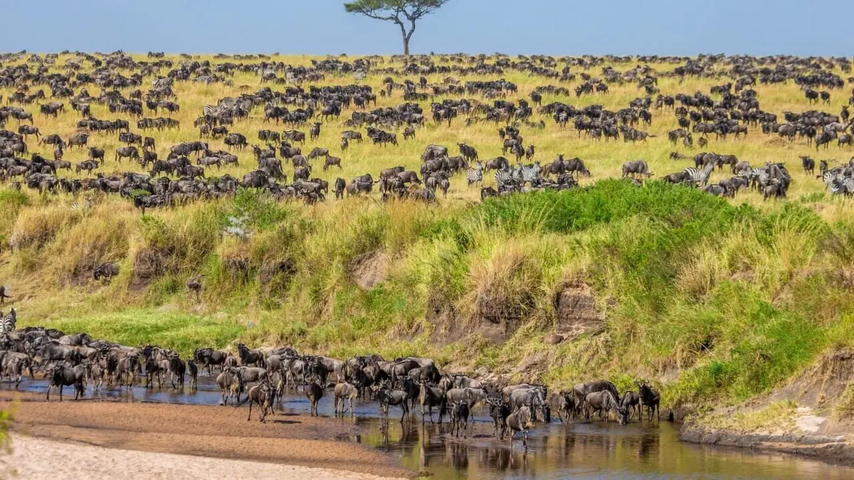 Tanzanie : vie et mort autour d'un point d'eau