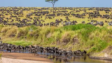 Tanzanie : vie et mort autour d'un point d'eau