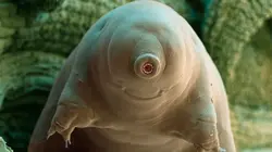 Sur Ushuaïa TV à 20h50 : Tardigrade, l'animal indestructible