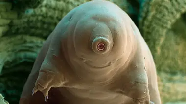 Tardigrade, l'animal indestructible