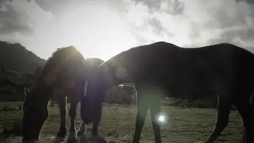 Tasmanie, les chevaux du bout du monde