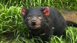 Tasmanie, pauvre petit diable