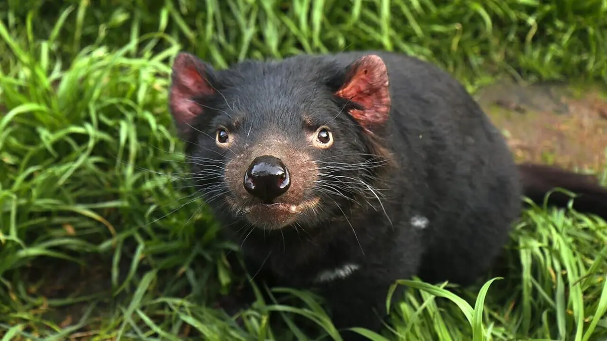 Tasmanie, pauvre petit diable