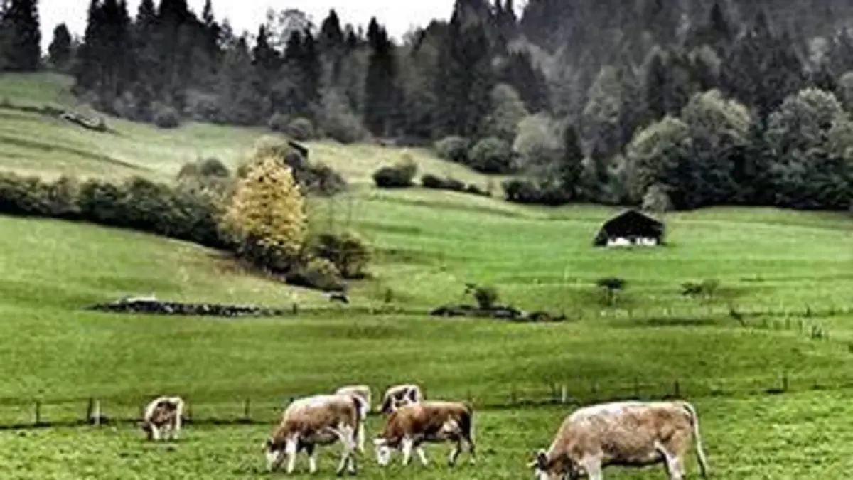Taste Hunters, les explorateurs du goût S01E00 Suisse