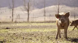 Taste Hunters, les explorateurs du goût