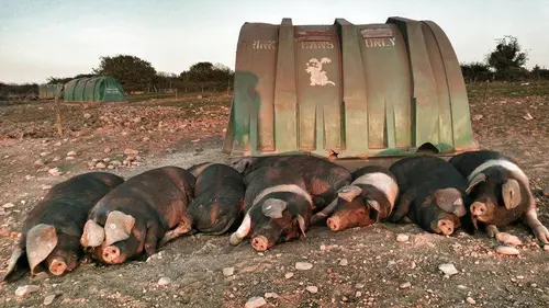 Taste hunters, les explorateurs du goût S02E05 Irlande