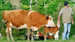 Taureaux et vaches, naturellement