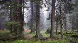 Tchéquie : Si les animaux m'étaient contés