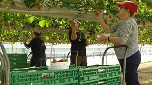 Temps présent Obsession alimentaire : la peur au ventre