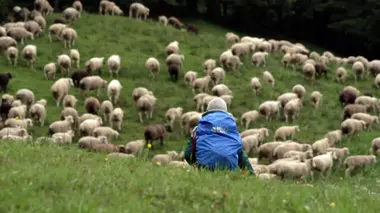 Loup, les nuits hantées des éleveurs vaudois