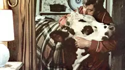 Visuel de Tendrement vache