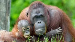 Visuel de Tendresses animales