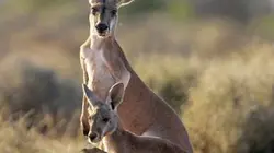 Sur Animaux à 21h25 : Tendresses animales