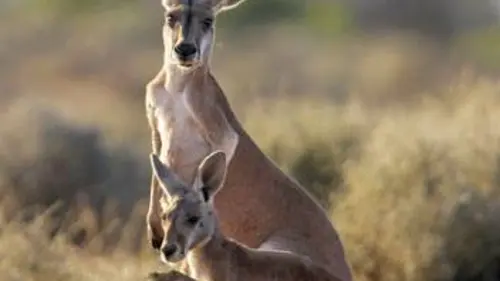Tendresses animales E04 Un jour en Australie