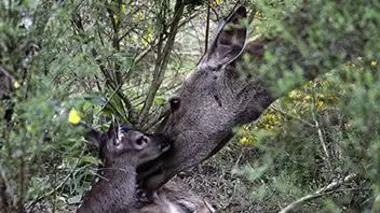 Un jour dans la forêt