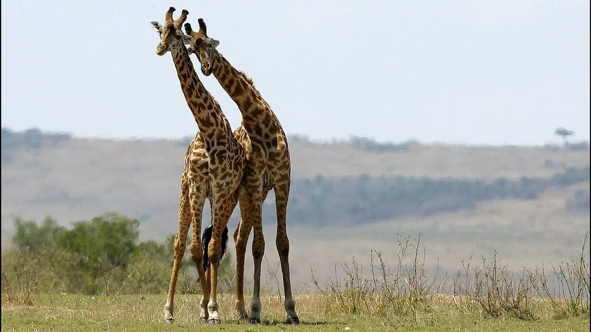 Tendresses animales S01E02 Un jour dans la savane