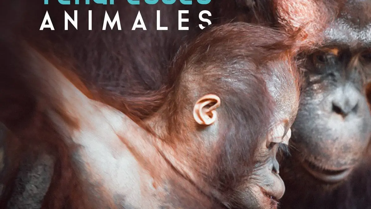 Tendresses animales S01E01 Un jour dans la forêt