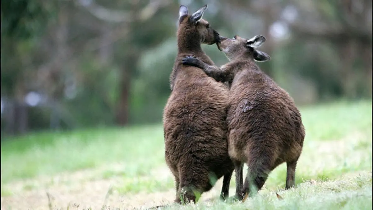 Tendresses animales S01E04 Un jour en Australie
