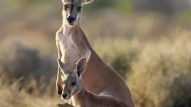 Tendresses animales E04 Un jour en Australie