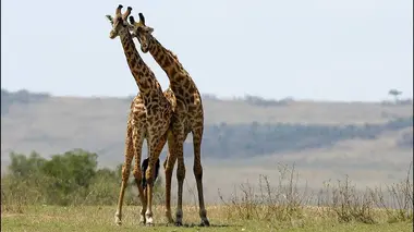 Tendresses animales S01E02 Un jour dans la savane