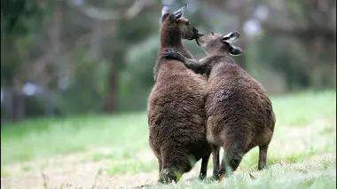 Tendresses animales S01E04 Un jour en Australie