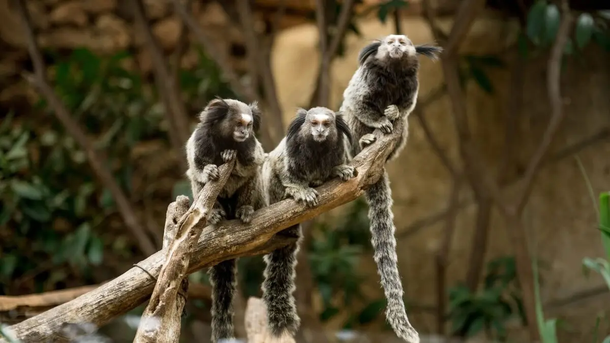 Tenerife : le refuge des amoureux des bêtes