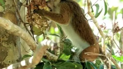 Merveilleux Sri Lanka Une île pour les géants