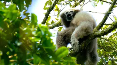 Chine : Appli de rencontre... pour gibbons