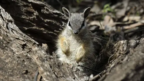 Terra Mater E311 Adorables tueurs de poche