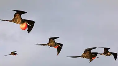 Merveilles de la côte