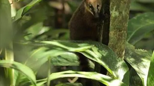 Terre de Brésil E01 Une forêt fragile