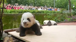 Terre de Chine : Sichuan