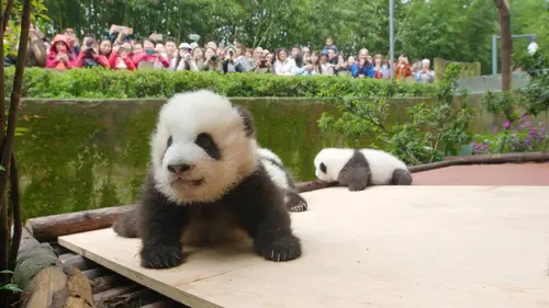 Terre de Chine : Sichuan