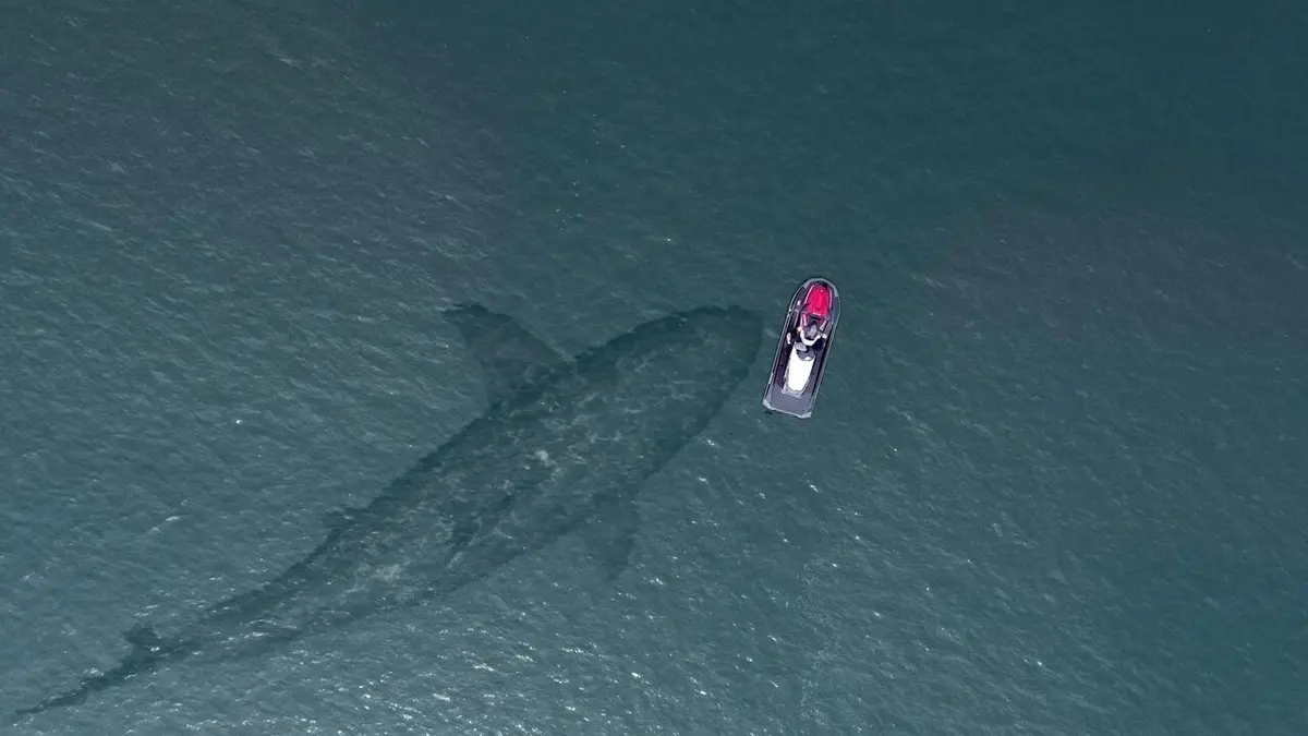 Terre des géants Mégalodon et paresseux géants