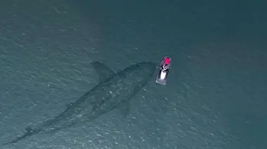 Mégalodon et paresseux géants