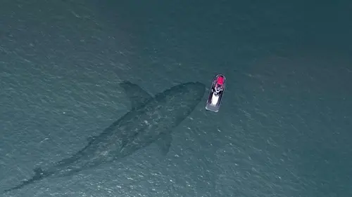 Terre des géants Mégalodon et paresseux géants