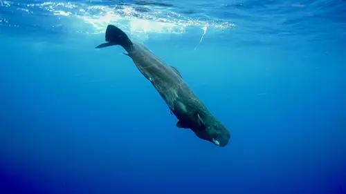 Terre des géants Requins ou cachalots : survivre seuls ou à plusieurs