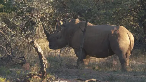 Terre des géants Eléphants et rhinocéros : une cohabitation complexe