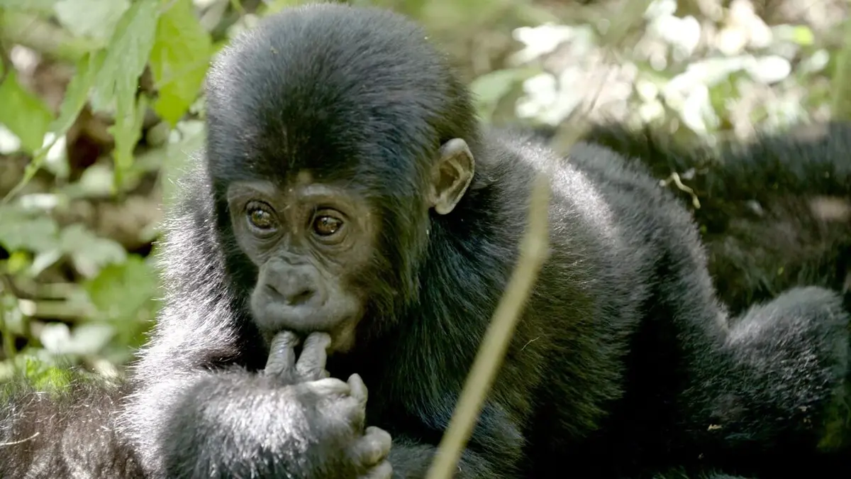 Terre des géants Gorilles et paresseux : deux styles opposés