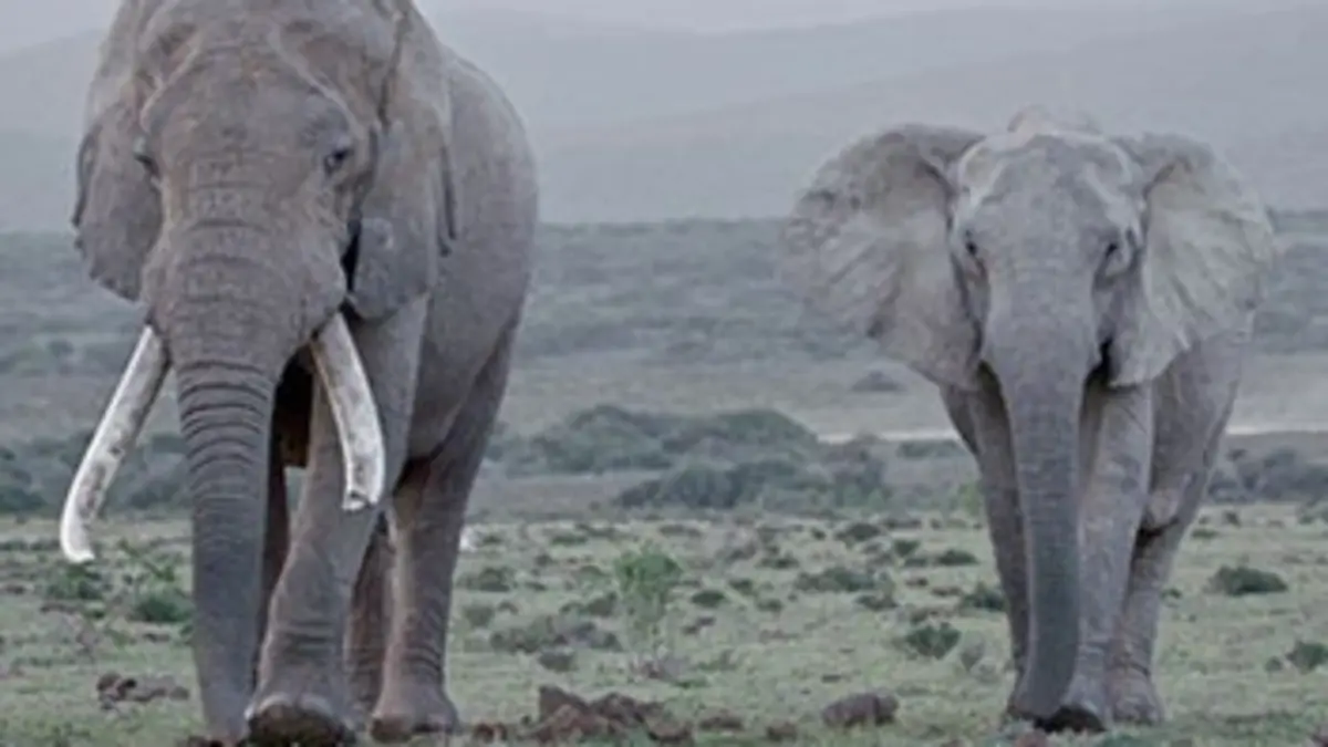 Terre des géants Eléphants et rhinocéros : une cohabitation complexe