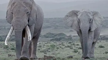 Eléphants et rhinocéros : une cohabitation complexe