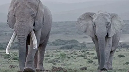 Terre des géants Eléphants et rhinocéros : une cohabitation complexe