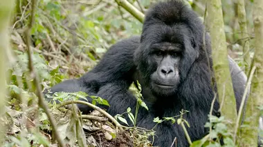 Gorilles et paresseux : deux styles opposés