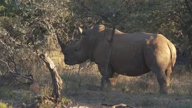 Terre des géants Eléphants et rhinocéros : une cohabitation complexe